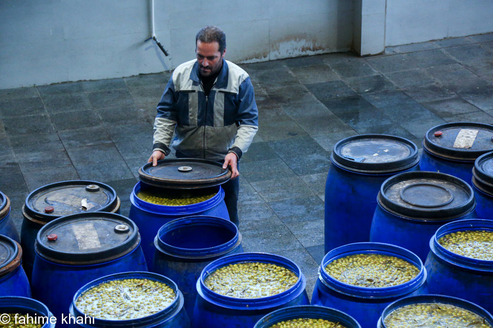 از لمس شاخه تا عصاره ی نور  