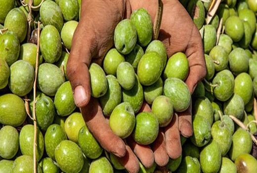 تولید 570 تن زیتون در مرودشت