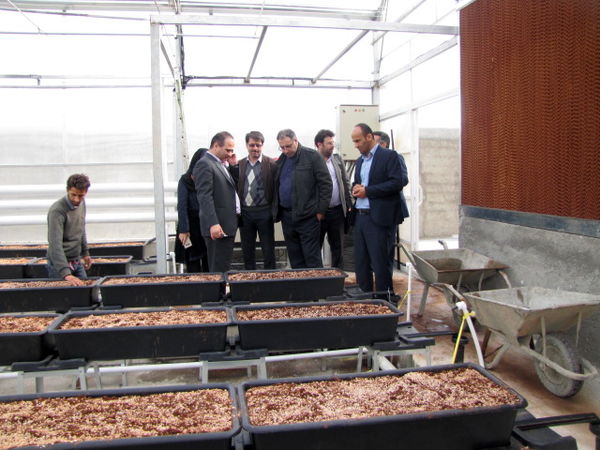 بهره‌برداری از گلخانه گل رز رباط کریم در دهه فجر امسال