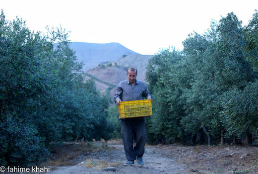 مسیر طلایی؛ روایت زیتون از باغ تا سفره