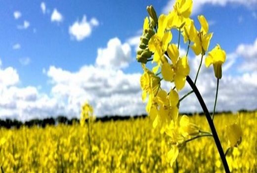 کاشت کلزا در شهرستان مهران آغاز شد