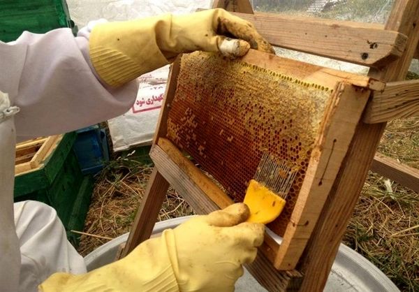 تولید بیش از 3 هزار و 160 تن عسل در استان بوشهر