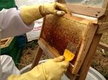 تولید بیش از 3 هزار و 160 تن عسل در استان بوشهر