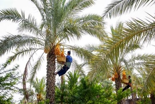 تولید ۲۱۰ هزار تن خرما در استان بوشهر
