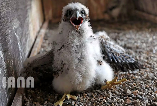 جوجه شاهین پرگرین 