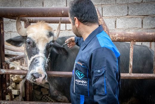 ایمن سازی دام‌های سنگین مناطق مرزی دشت آزادگان علیه بیماری تب برفکی