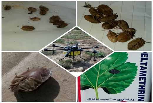 مبارزه با آفات خسارتزا در مزارع غلات شهرستان اشتهارد 