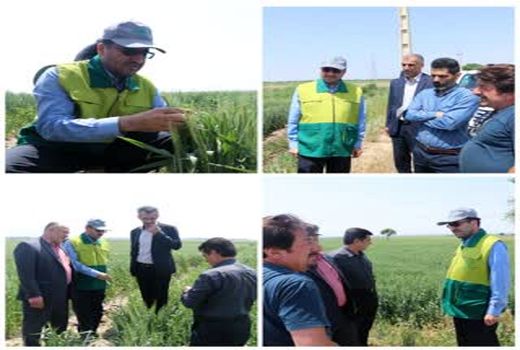  مبارزه با سن غلات در سطح ۳۸ هزار هکتار  استان قزوین