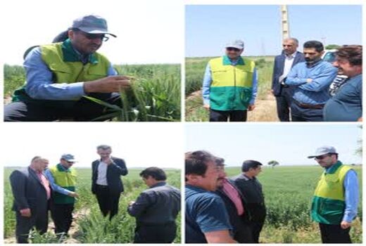  مبارزه با سن غلات در سطح ۳۸ هزار هکتار  استان قزوین