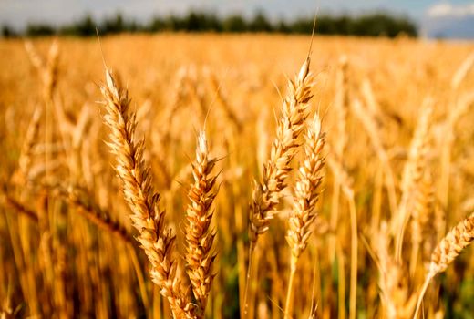 امسال کمبود بذر گندم نخواهیم داشت/ دشتستان بیشترین سهم را دارد