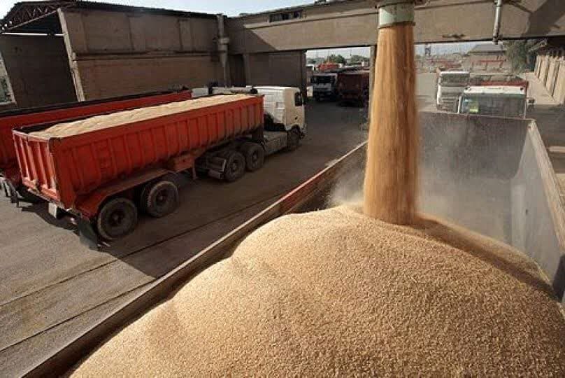 آغاز پرداخت مطالبات گندمکاران در چهارمحال و بختیاری 