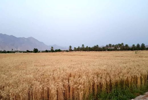 بیش از ۷۰ درصد مزارع گندم استان بوشهر در دشتستان قرار دارد 