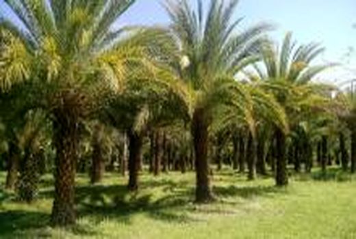 طرح‌های آبیاری نوین باعث احیا و توسعه نخیلات استان می‌شود