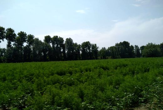 گیاه جارو برای نخستین بار در شهرستان قدس کشت شد