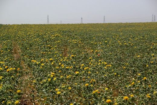 انتقال دانش فنی تولید گلرنگ رقم سینا به بخش خصوصی