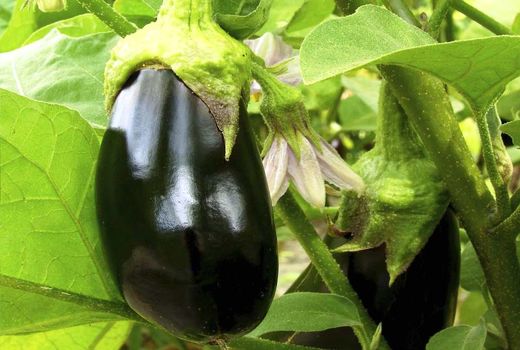 خرید توافقی 100 تن بادمجان از کشاورزان هرمزگانی