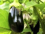 خرید توافقی 100 تن بادمجان از کشاورزان هرمزگانی