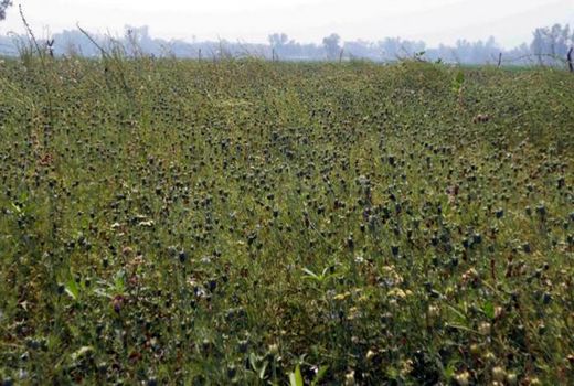 مرحله دوم برداشت سیاهدانه در نگار بردسیر در حال انجام است