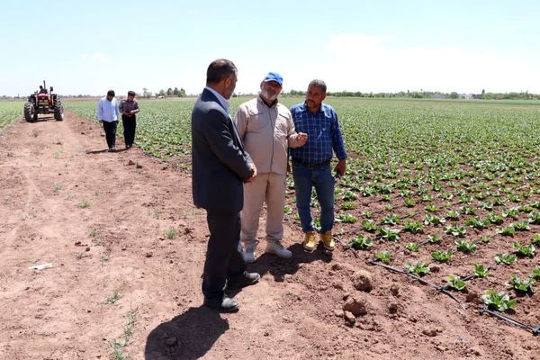 بازدید معاون سازمان جهاد کشاورزی استان قزوین از مزرعه نوین کاهو و کلم