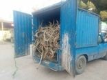 کشف 2 تن چوب قاچاق تاغ در شهرستان گرمسار