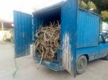 کشف 2 تن چوب قاچاق تاغ در شهرستان گرمسار