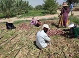 پیاز کازرون به بازار آمد