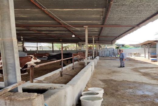 اختصاص مبلغ 10 میلیارد ریال اعتبار برای اجرای پروژه بهسازی و نوسازی اماکن دامی