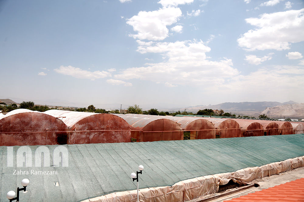 گلخانه صادراتی محلات استان مرکزی