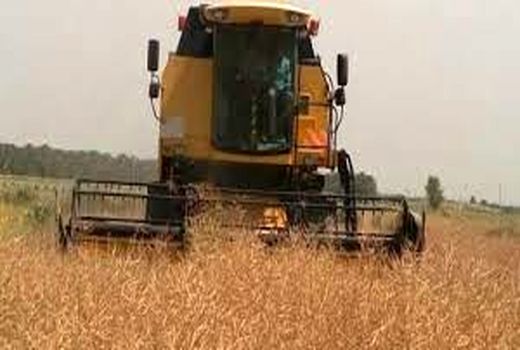 آغاز برداشت کلزا در شهرستان دزفول