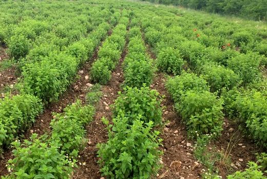  گیاهان دارویی؛ بازویی برای رشد اقتصاد خراسان جنوبی