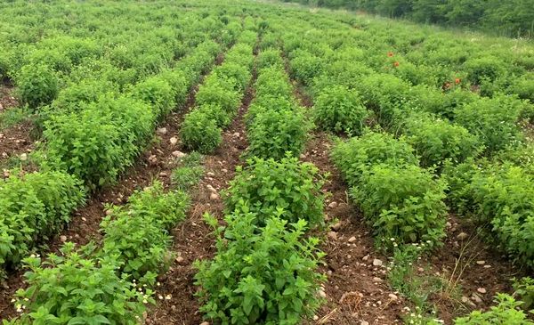  گیاهان دارویی؛ بازویی برای رشد اقتصاد خراسان جنوبی