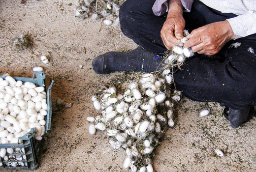 افزایش 4 درصدی تولید پیله تر ابریشم در رازوجرگلان 