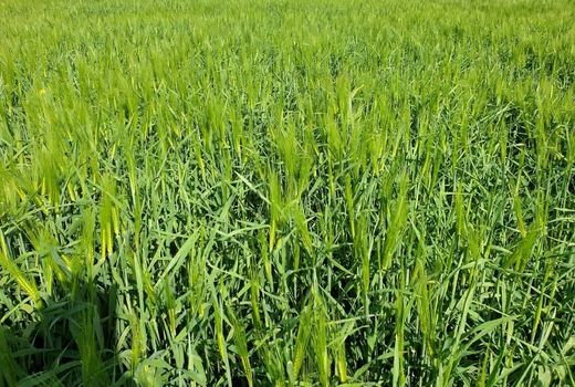 توزیع  1هزار تن کود سرک در مزارع شهرستان مراغه