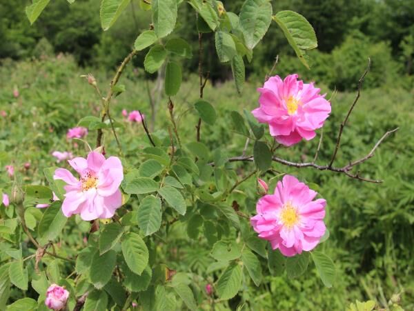 تولید 60 تنی گل محمدی در آمل