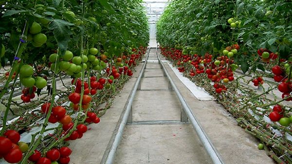 نهایی شدن مطالعات ۵ مجتمع گلخانه‌ای در خراسان جنوبی