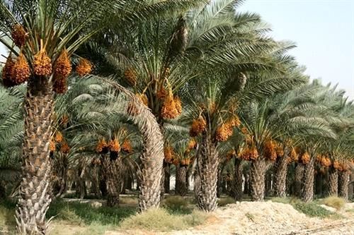خرمای خوزستان روی ریل توسعه