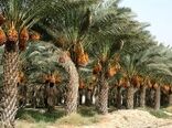 خرمای خوزستان روی ریل توسعه