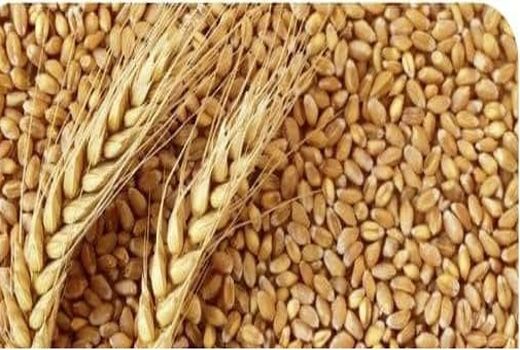 پیش بینی برداشت ۲۸ هزار و ۲۳۶ تن گندم بذری از مزارع گندم بذری استان لرستان