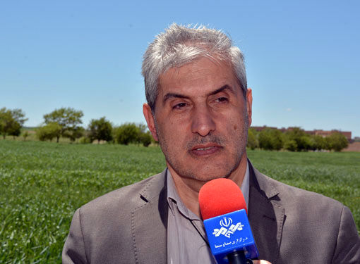 4 رقم جدید گندم معرفی شد