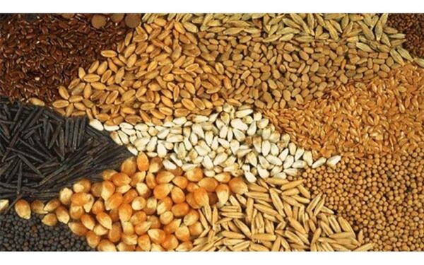 بیش از ۱۸ هزار تن نهاده دامی در مانه و سملقان توزیع شد