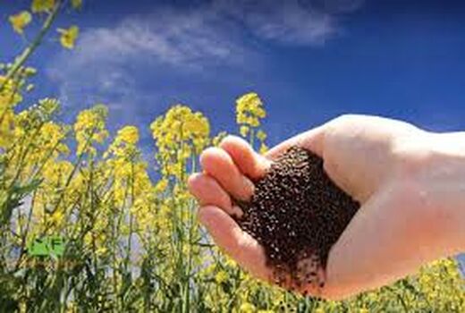 افزایش ۵۸ درصدی خرید کلزا در شیروان