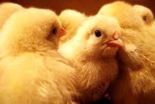 افزایش ۳۰ درصدی جوجه ریزی در چهارمحال و بختیاری