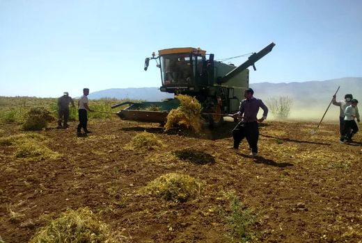 پیش بینی برداشت یک هزار و 200 تن لوبیا در شهرستان اردل