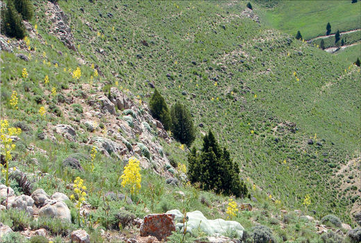 ابلاغ سیاست‌های کلی حفاظت و بهره‌برداری محصولات فرعی منابع طبیعی