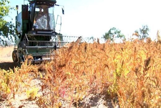 برداشت حدود یک تن کینوا از یک هکتار مزارع میمه