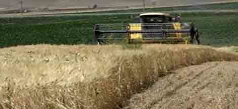 آغاز برداشت جو از زمینهای روستای چاهملک