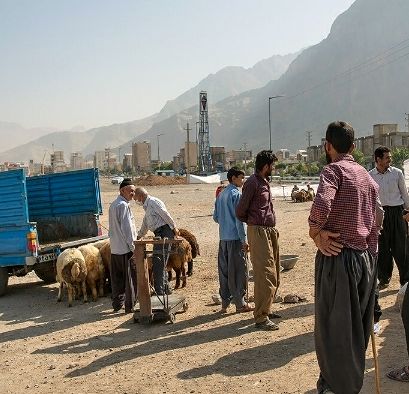 خرید یک هزار راس دام مازاد عشایر استان ایلام