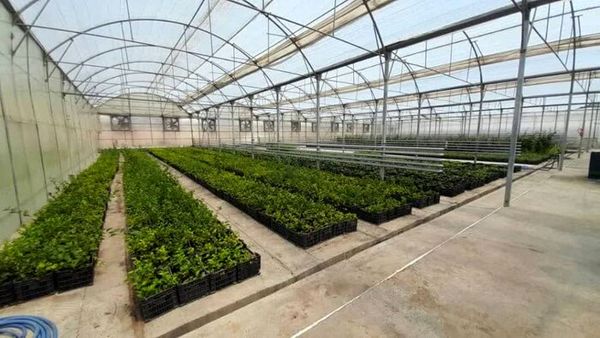 مصرف آب برای تولید هر نهال از ۵۰۰ لیتر به کمتر از نصف کاهش مییابد