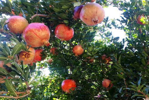 یاقوت های سرخ دورک روانه بازار شدند