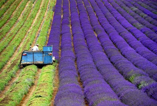 گسترش مزارع گیاهان دارویی برای افزایش نرخ رشد ناخالص ملی